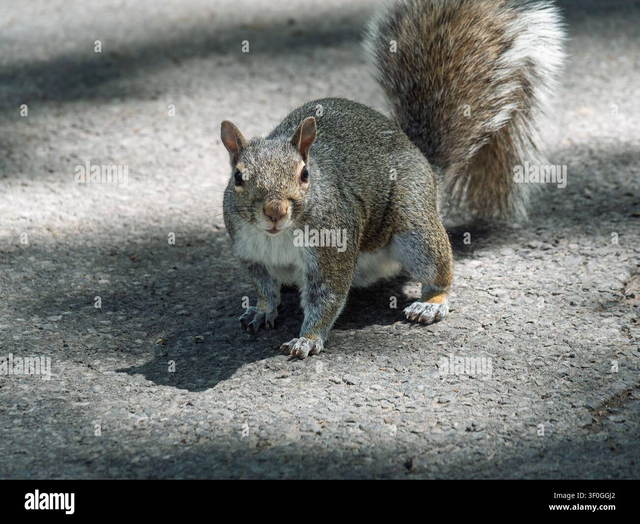 Eastern Gray Squirrel (Sciurus carolinensis), native to eastern North America. Stock Photo