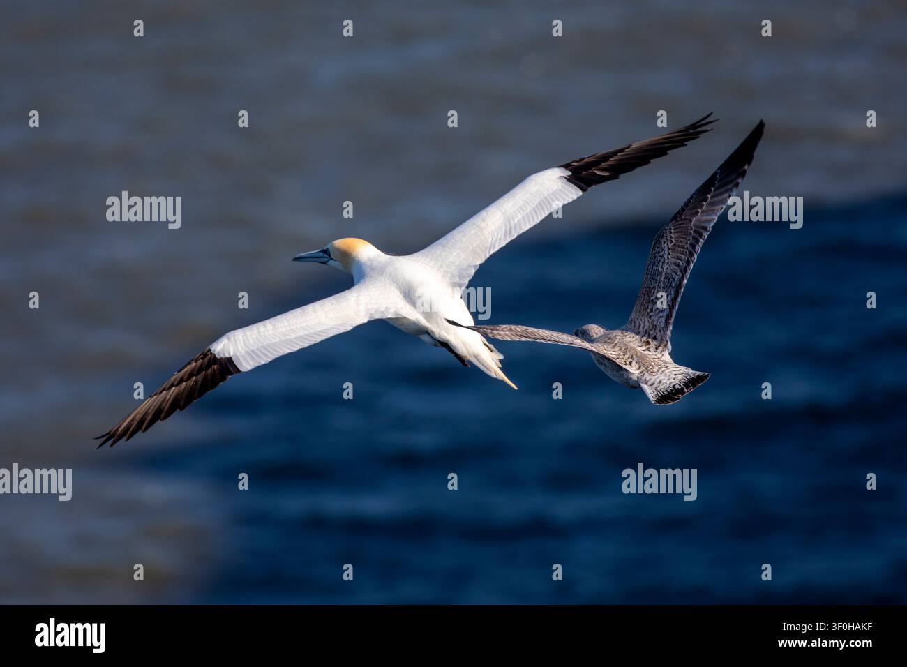 A Northern gannet and a young juvenile herring gull fly close together in mid-air against a clear blue sky background at Bempton Cliffs. Stock Photo