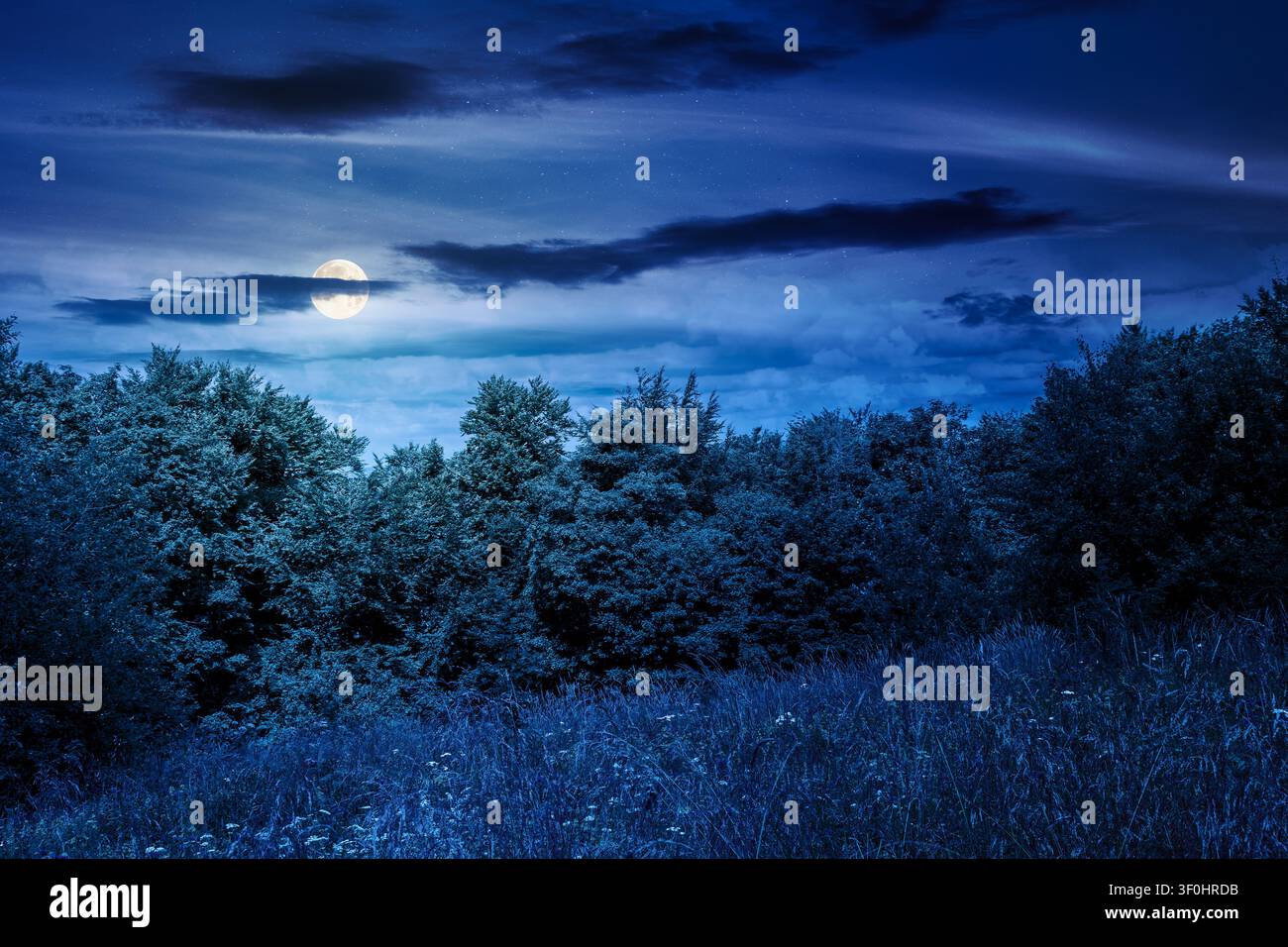 deciduous beech forest near meadow under dramatic sky. nature scenery with tall grass near forest at sunset. carpathian beech forest of ukraine. wild Stock Photo