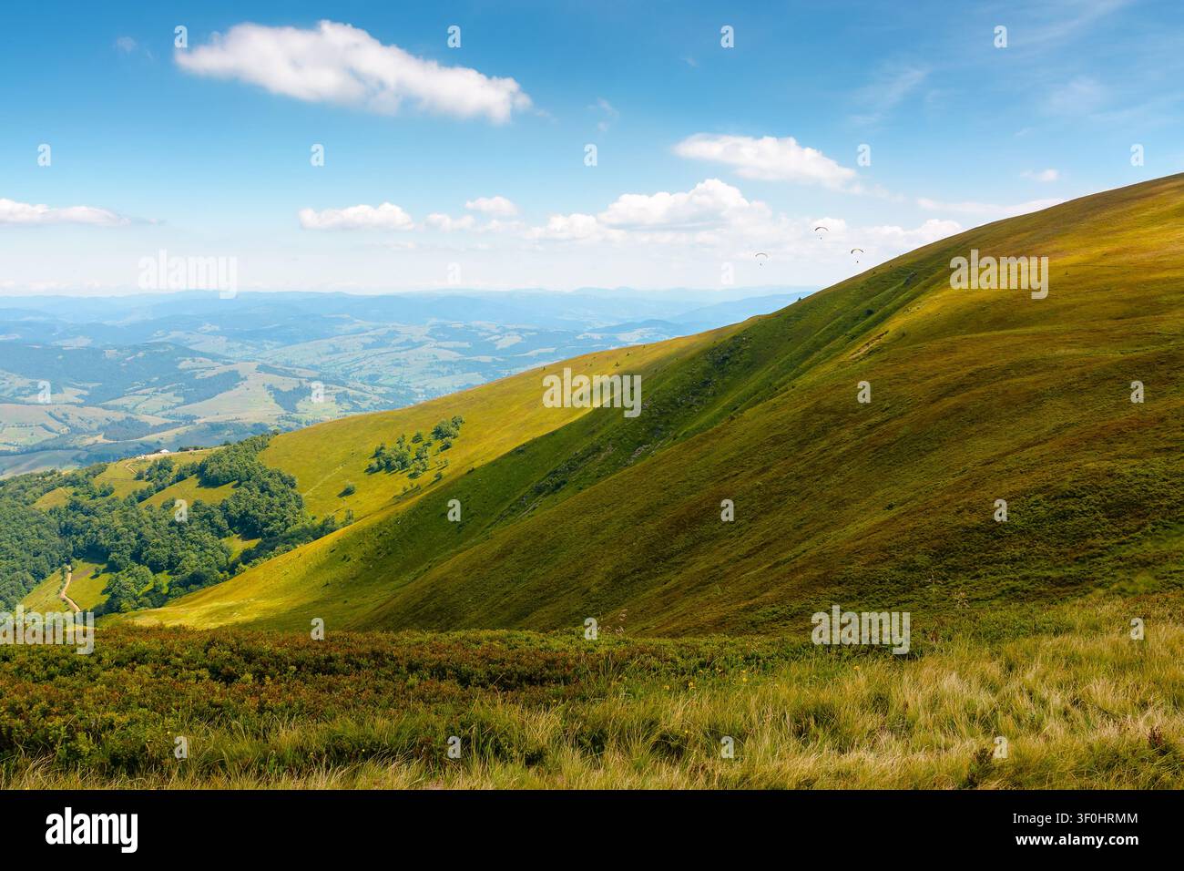 blueberries meadow in mountain landscape of ukraine. lush grass of the borzhava ridge. beautiful view of carpathian scenery Stock Photo