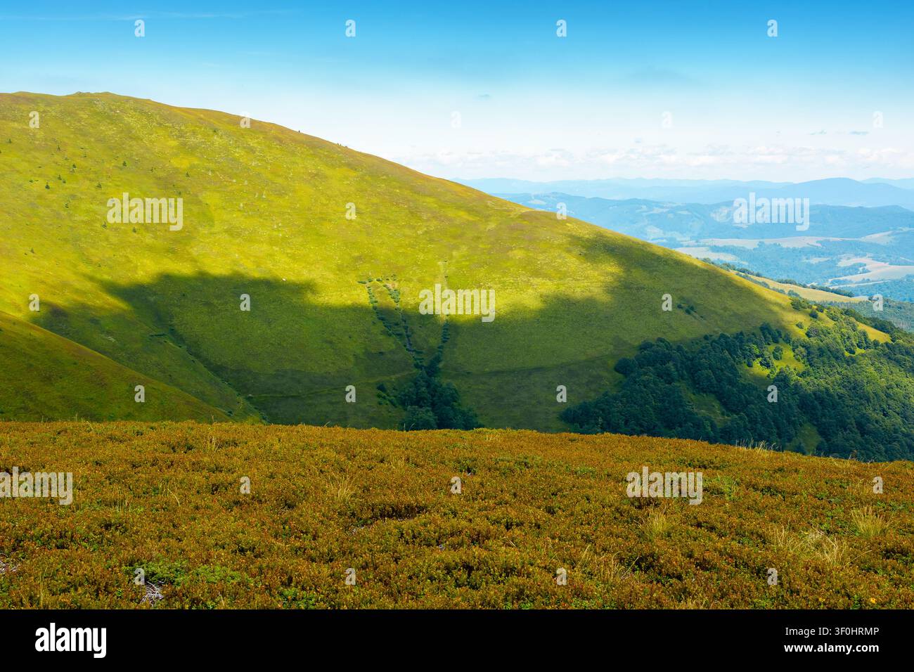 blueberries meadow in mountain landscape of ukraine. lush grass of the borzhava ridge. beautiful view of carpathian scenery Stock Photo
