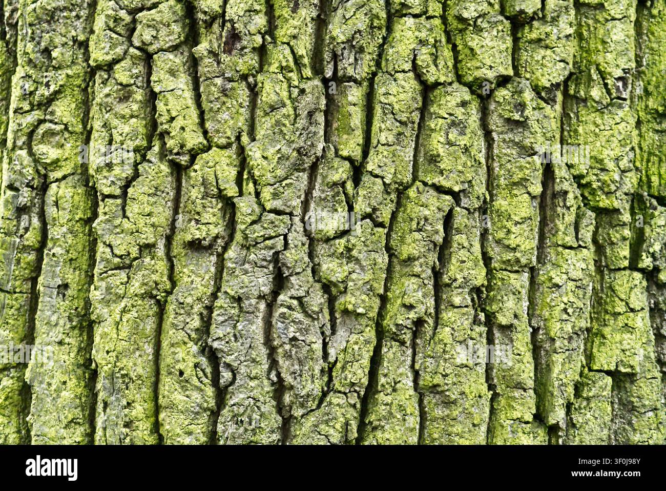Tree bark texture natural background Stock Photo