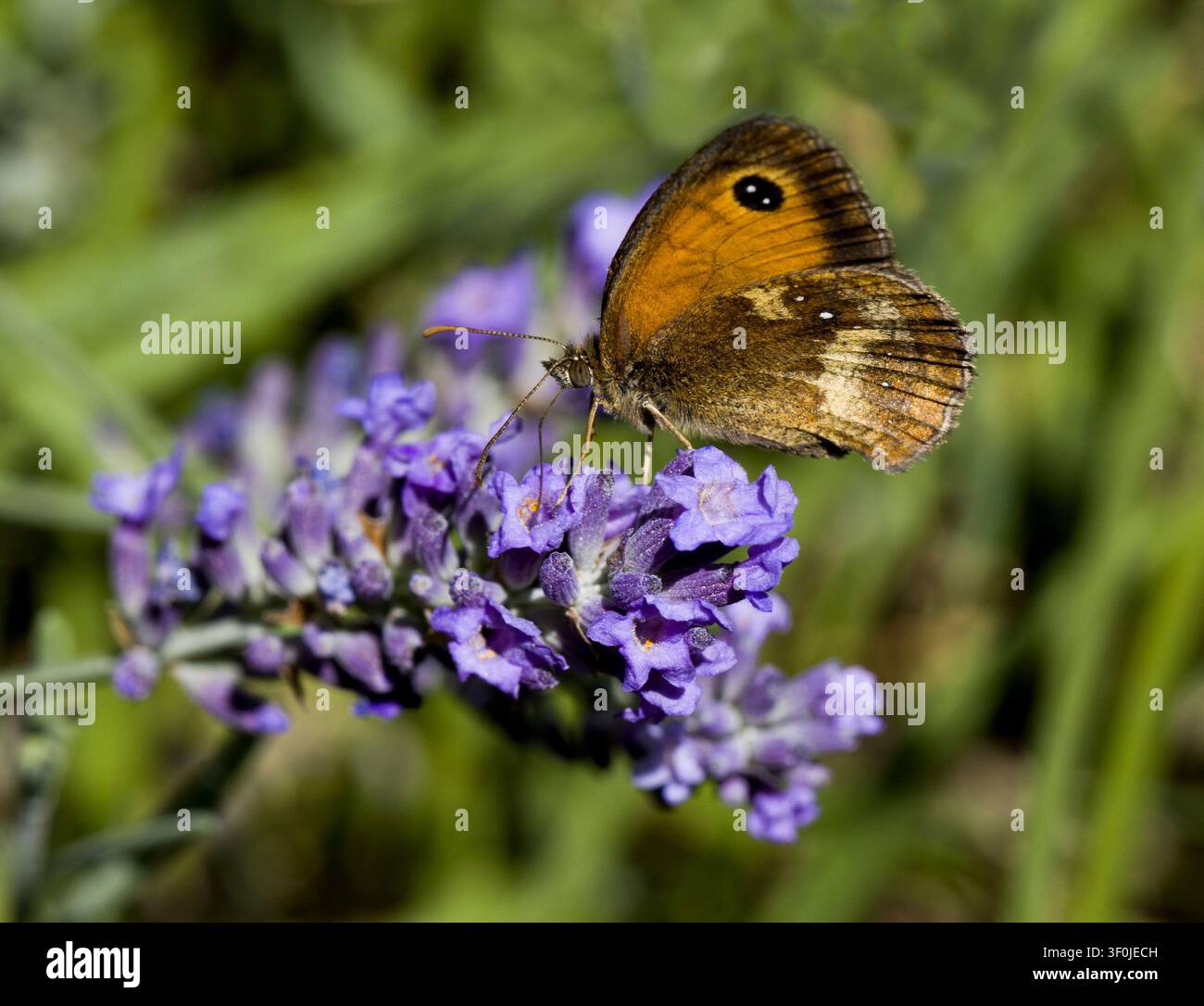 Gatekeeper Butterfly on Lavender Bush Stock Photo