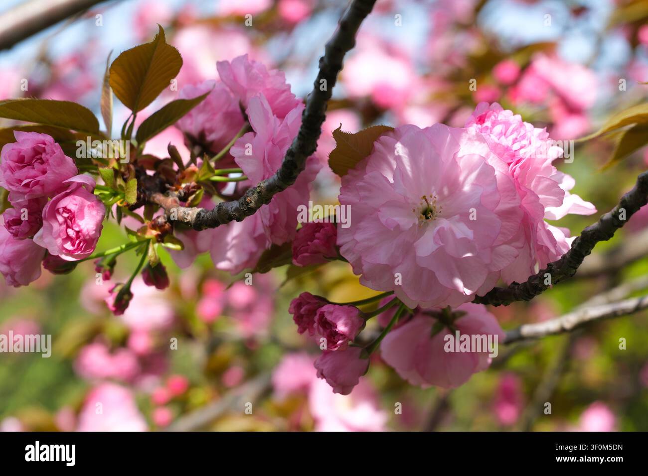 Close view of soft pink cherry blossoms on tree branches in spring sunlight with a blurred garden background Stock Photo