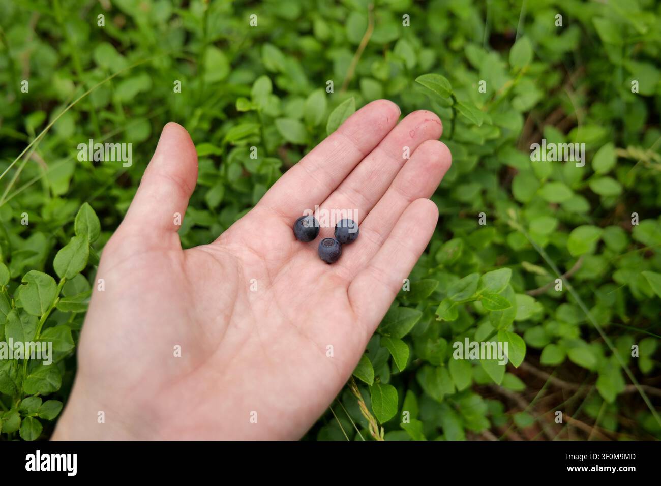 Freshly Picked Wild Berries in Hand Stock Photo