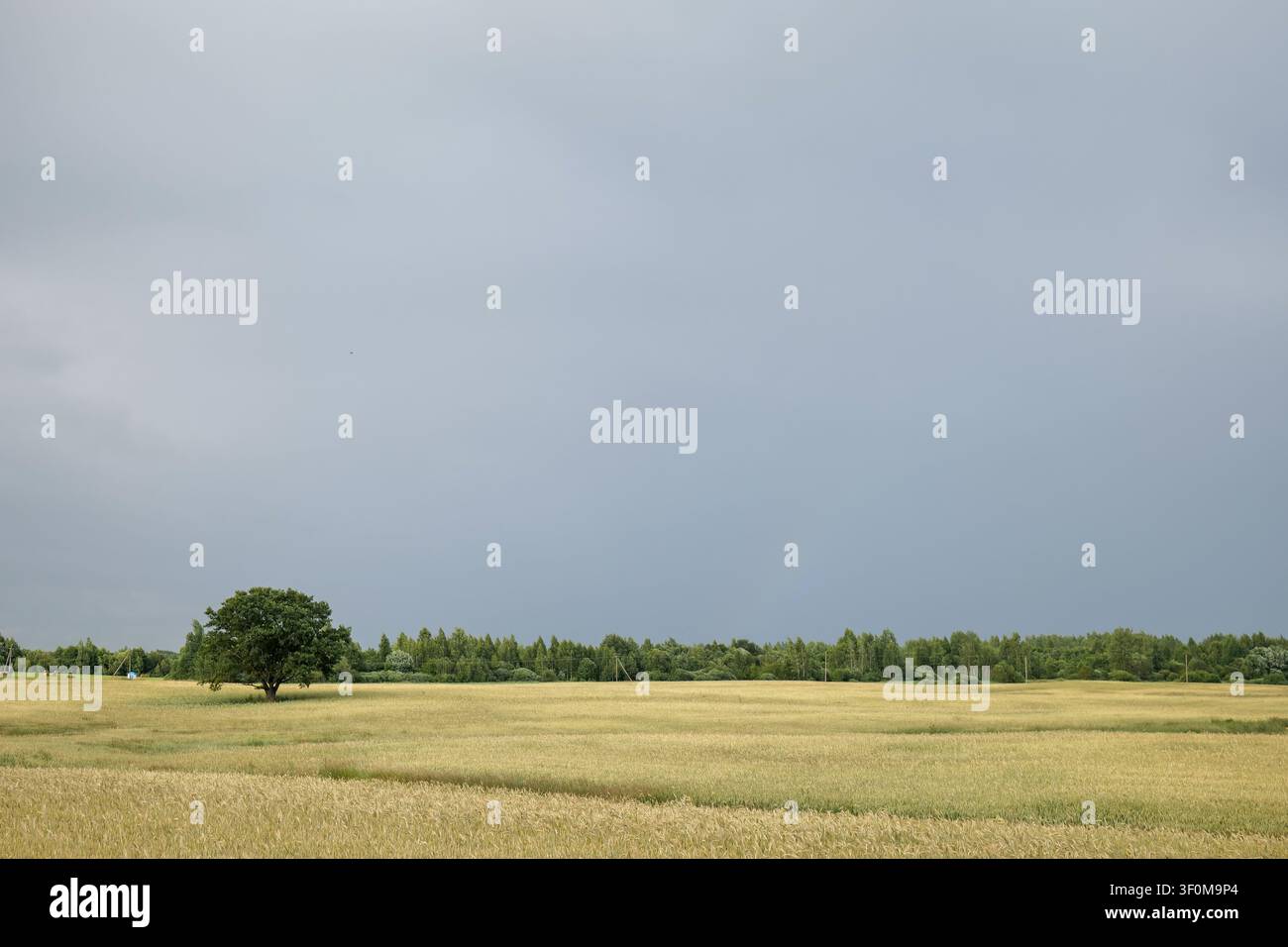Golden Wheat Field Under Dramatic Stormy Sky Stock Photo
