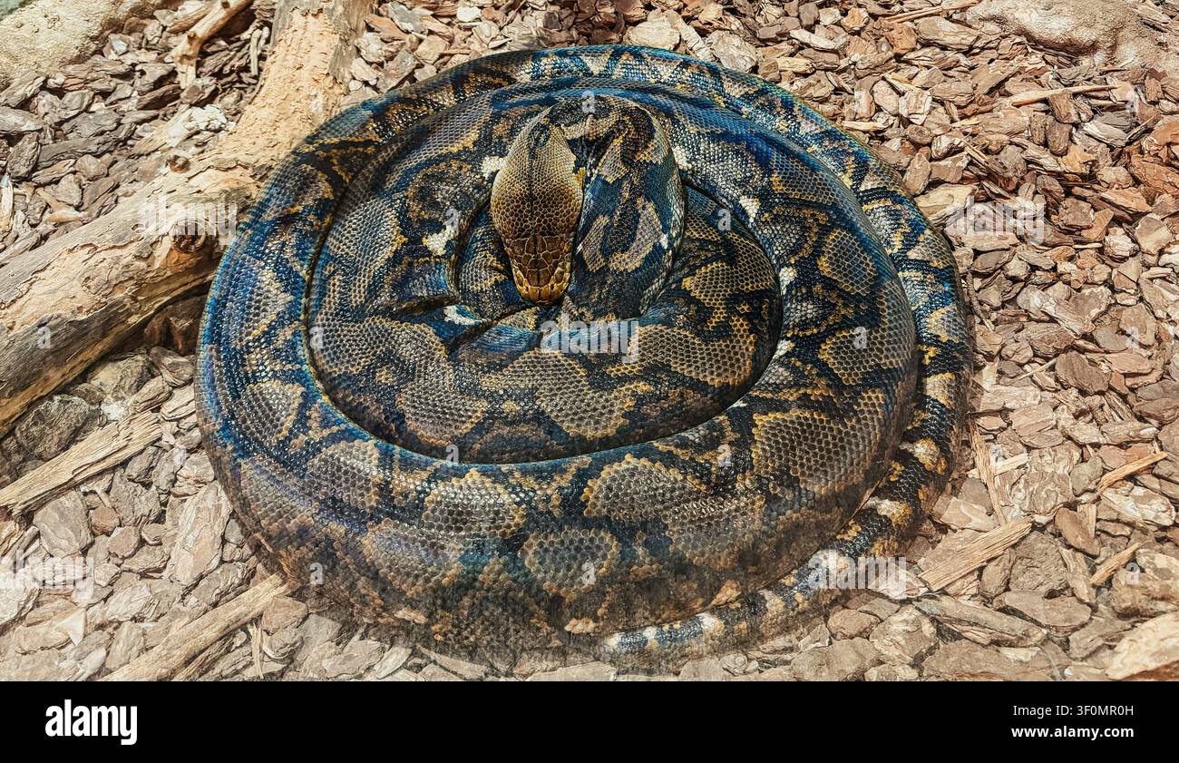 Coiled speckled python resting on the ground. Stock Photo