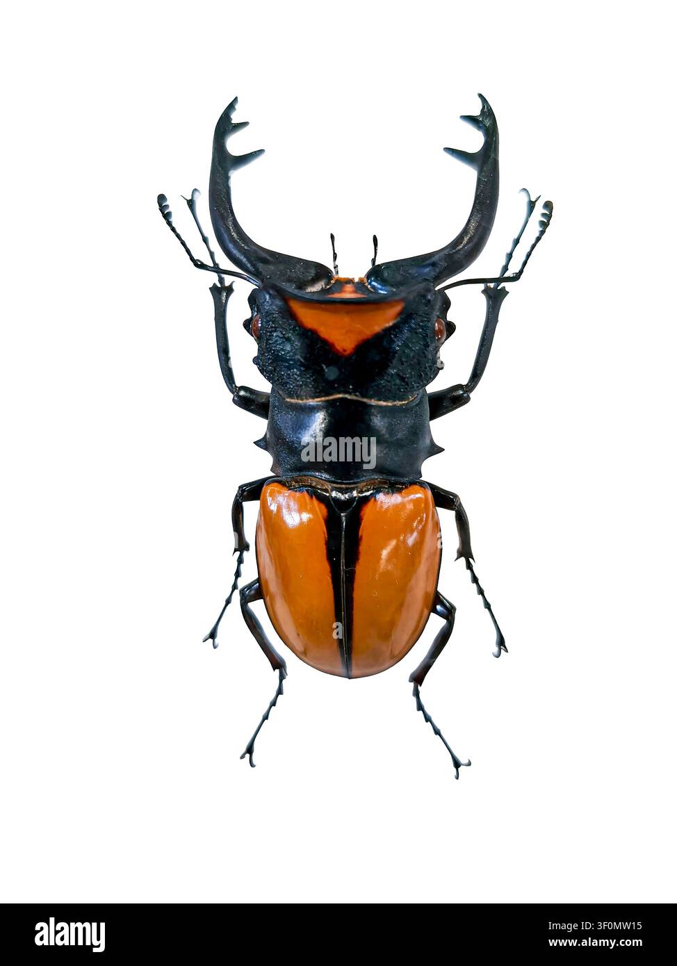 Odontolabis hi-res stock photography and images - Alamy
