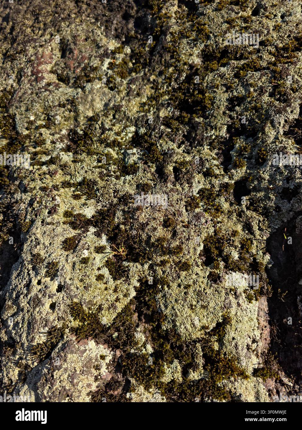 Close up of reindeer lichen growing on a rocky surface in natural woodland environment with detailed texture and organic patterns. Stock Photo