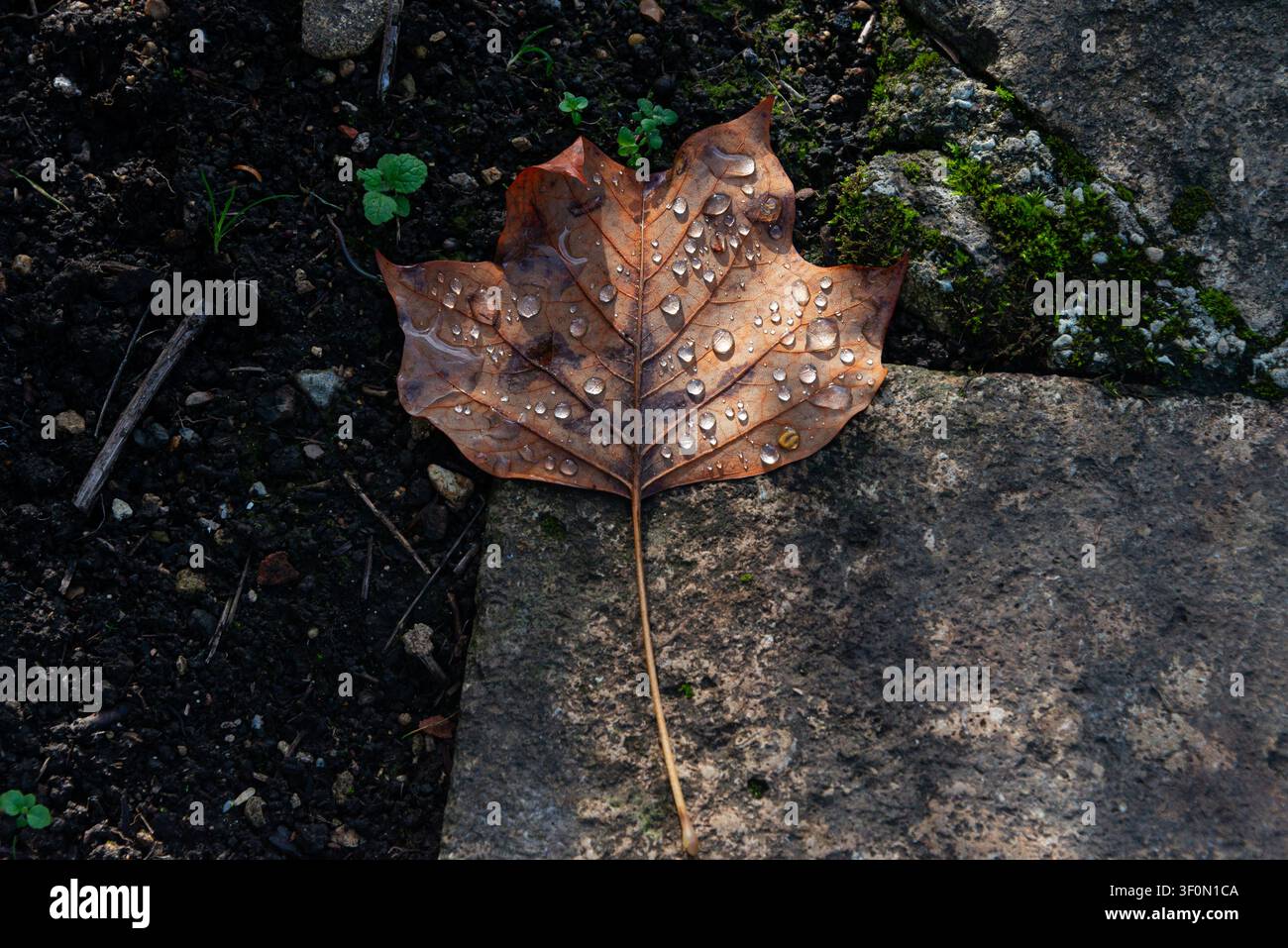 Water droplets on a fallen tulip tree leaf Stock Photo
