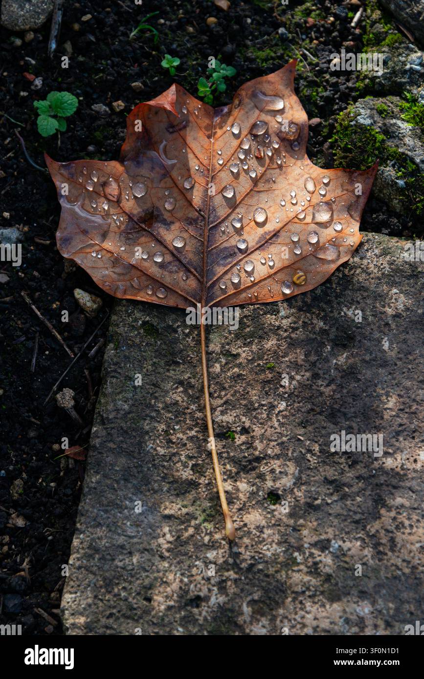 Water droplets on a fallen tulip tree leaf Stock Photo
