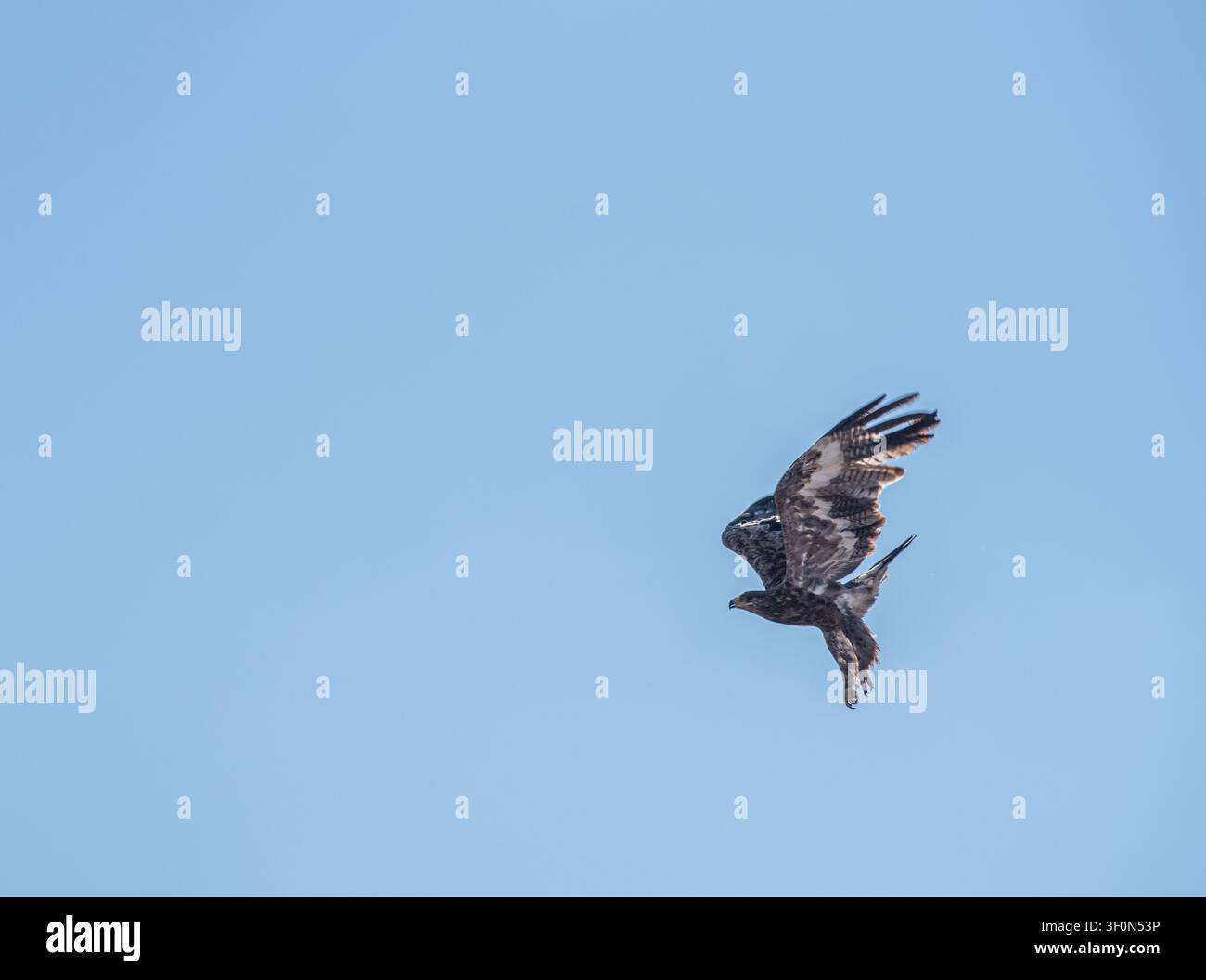 A juvenile bald eagle soars against a clear, cloudless blue sky. Stock Photo