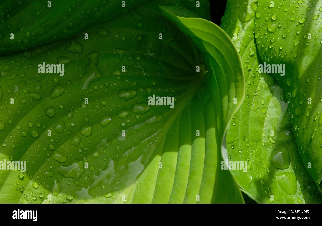 Green plant leaves water drops hi-res stock photography and images - Alamy