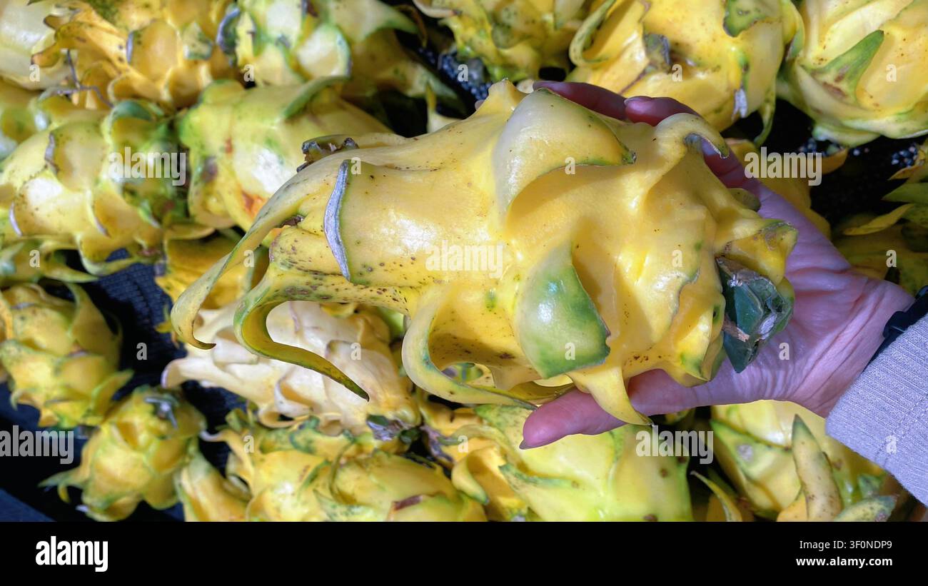 Fresh yellow dragon fruit held in hand isolated Stock Photo