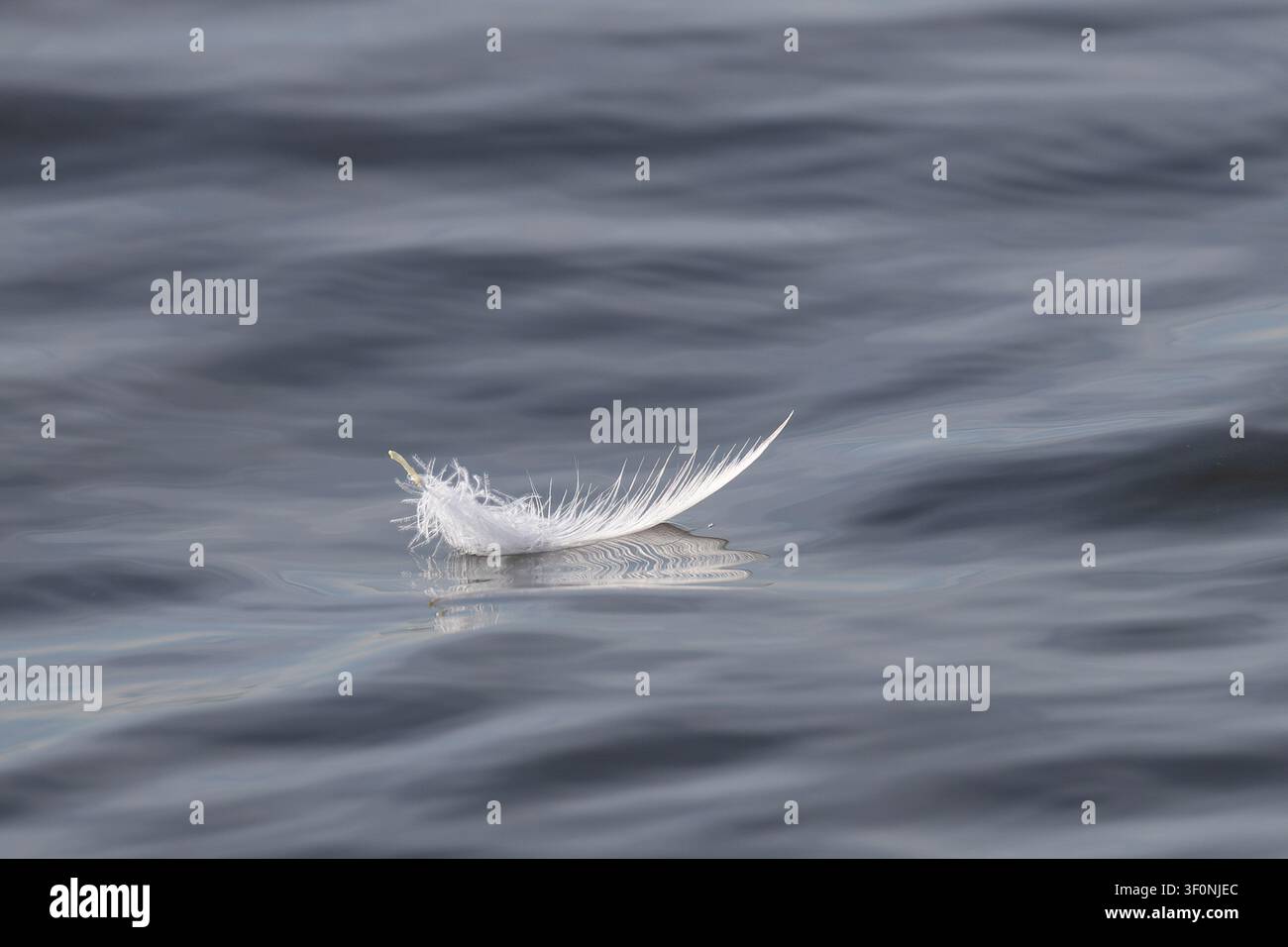 A single white feather floating on the water Stock Photo