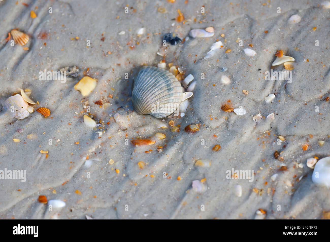 A gray cockle shell lying on the sandy beach Stock Photo