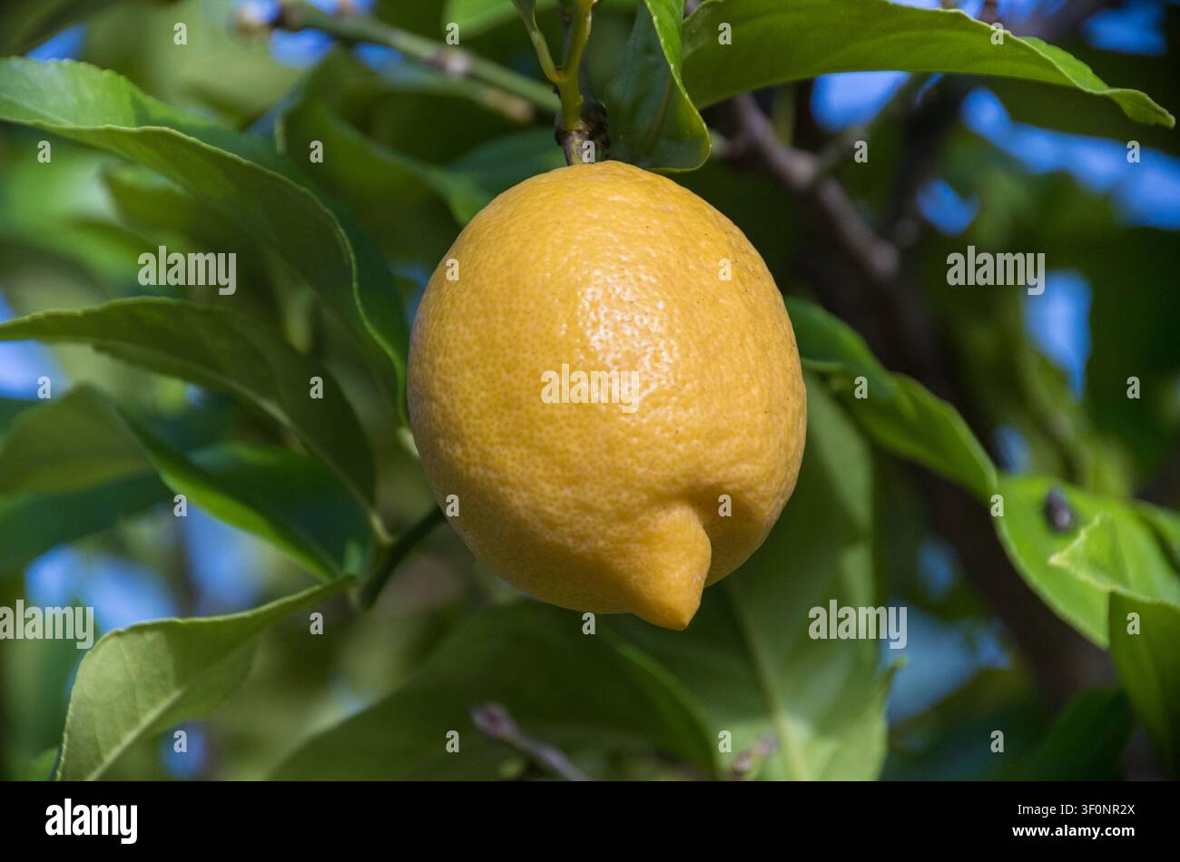 Ripe lemon on a lemon tree, sunny sky Stock Photo