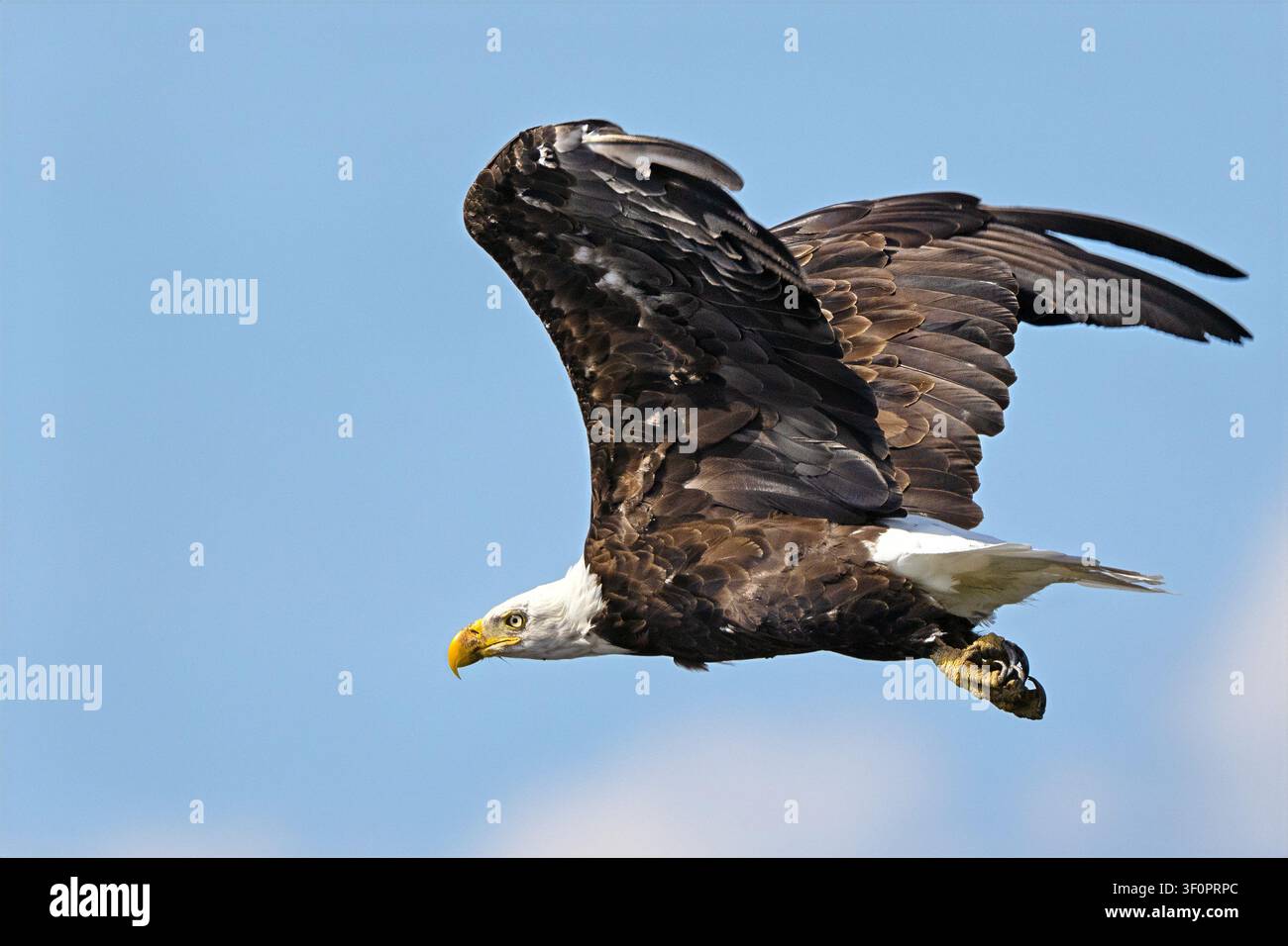 Bald Eagle in Flight Against Blue Sky Stock Photo