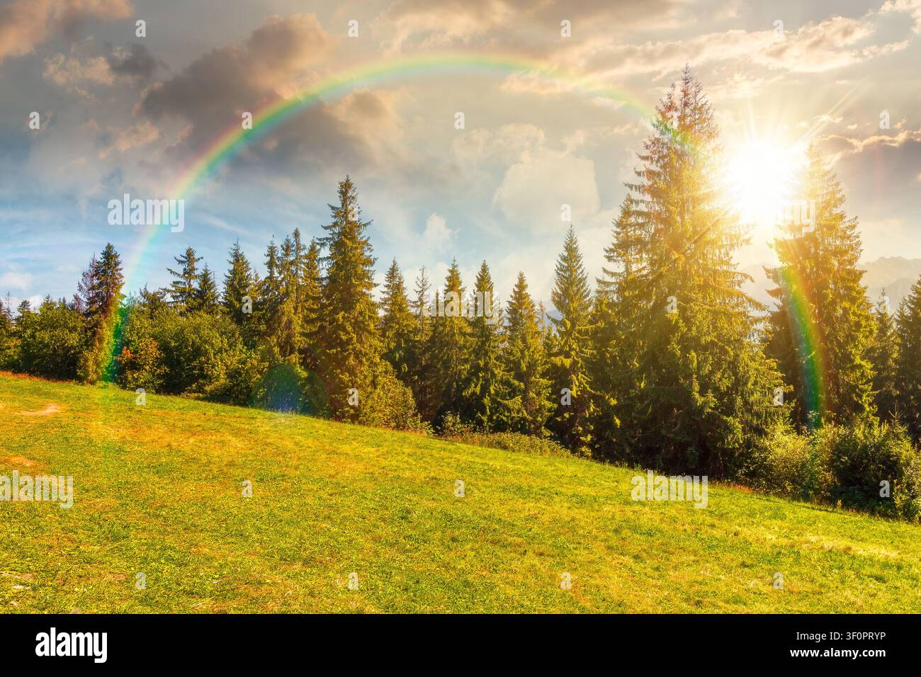sunset over landscape with coniferous forest in summer. scenic view of mountain landscape in poland. spruce trees on a grassy alpine meadow. cloudy sk Stock Photo