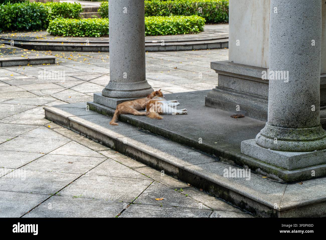 Two cats resting on stone steps near columns. Stock Photo