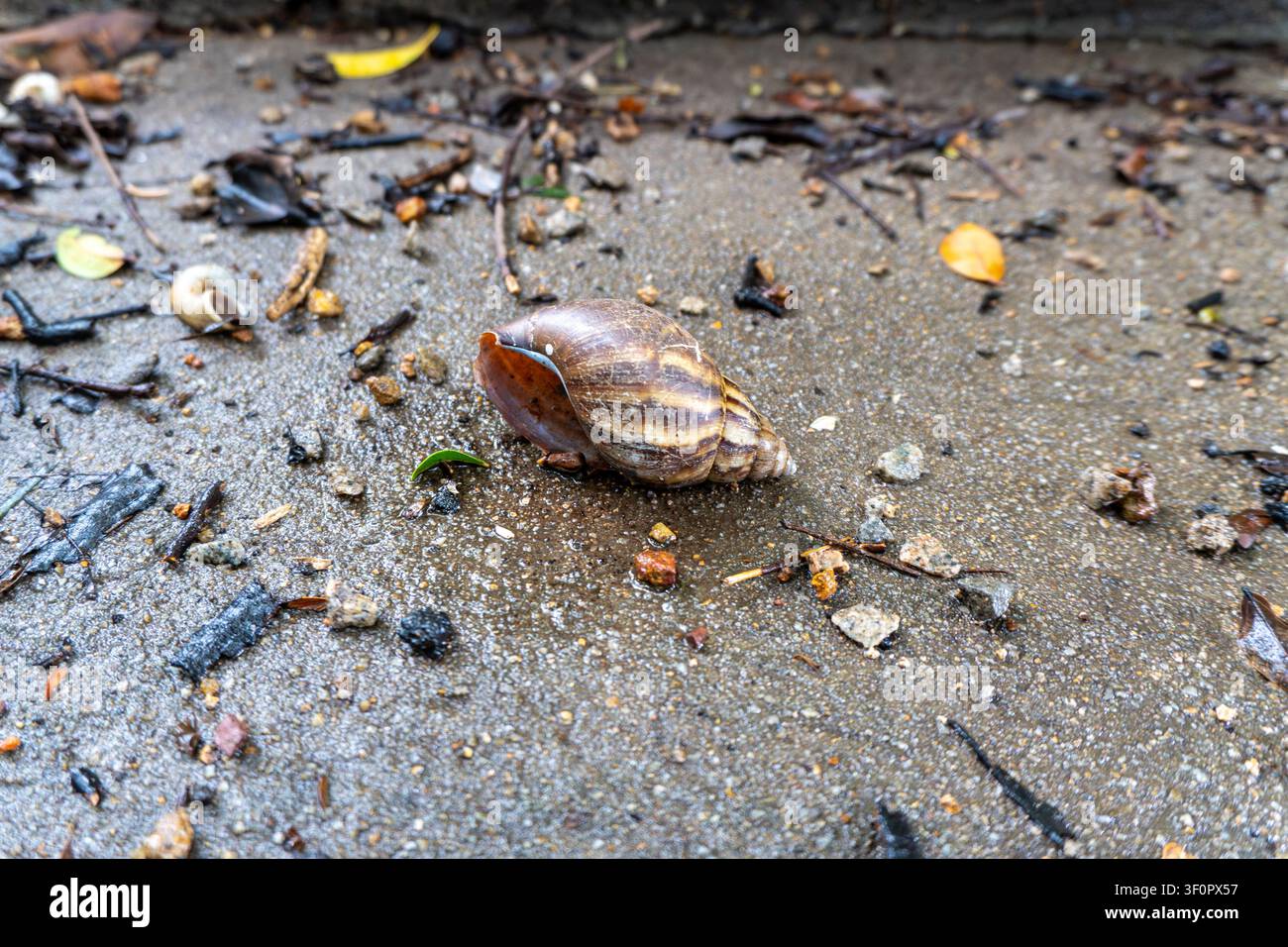 Snail on sandy path surrounded by scattered leaves. Stock Photo
