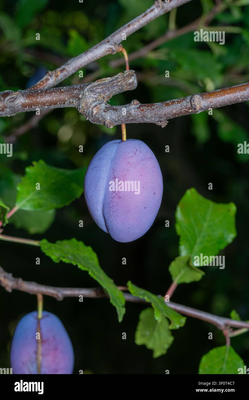 Ripe Plum Hanging on Tree Branch in Golden Sunlight. Stock Photo