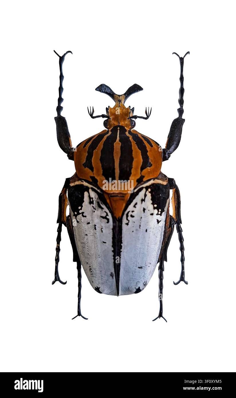 Goliathus cacicus hi-res stock photography and images - Alamy