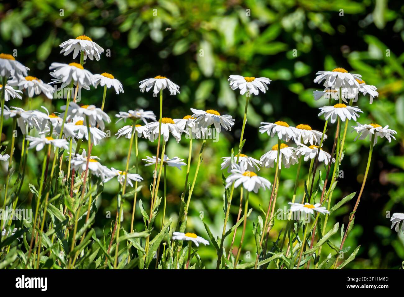 Bright white daisies with golden centers stretch towards the summer sun, their joyful petals swaying gently in the warm breeze. Stock Photo