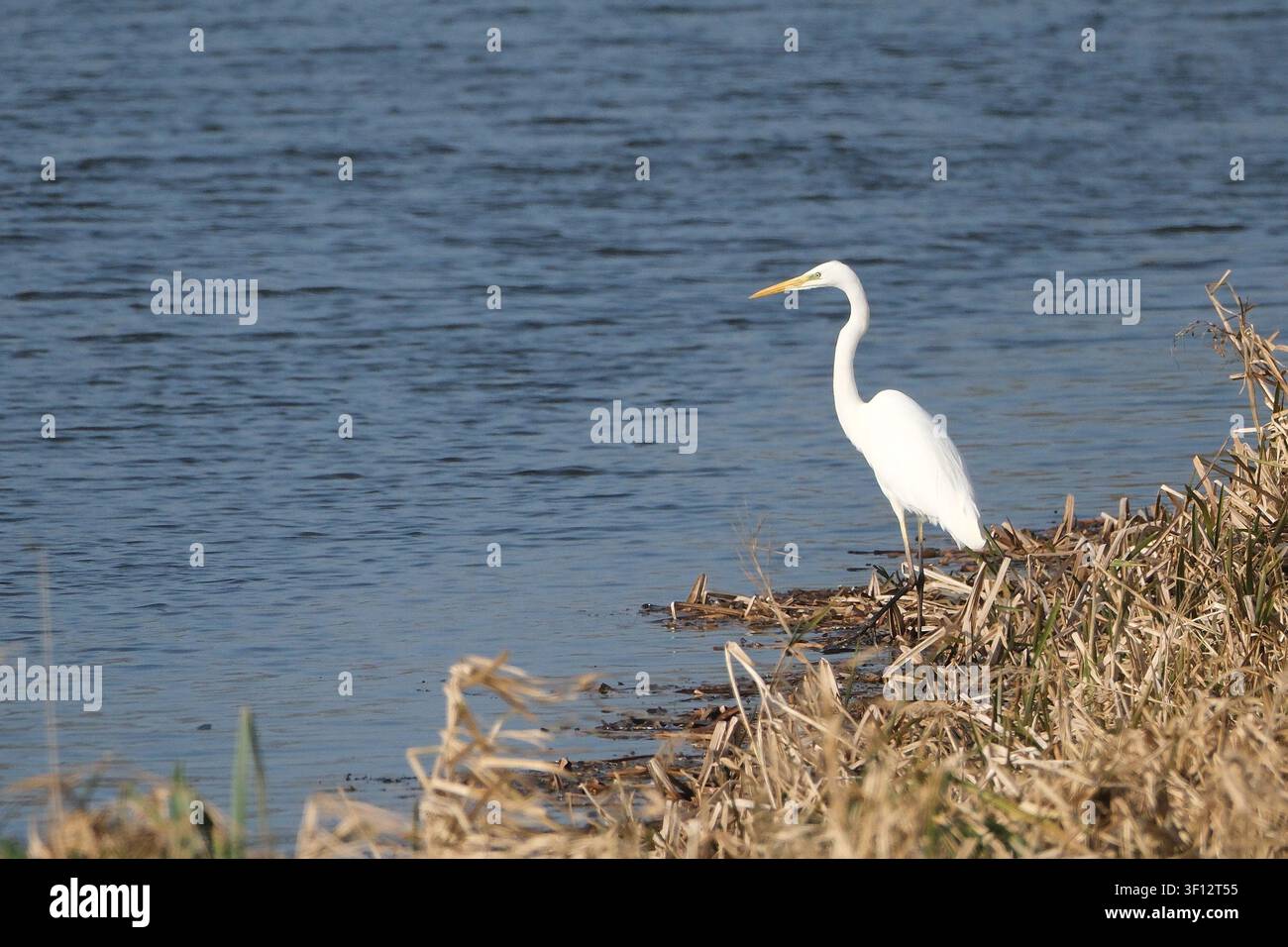 Great egret (Ardea alba) standing on the riverbank looking for prey Stock Photo