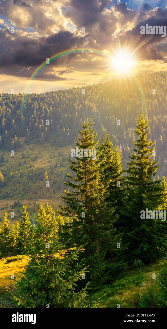 sunset over landscape with coniferous forest behind the meadow. sunny evening. nature background with carpathian mountains of ukraine. view of transca Stock Photo