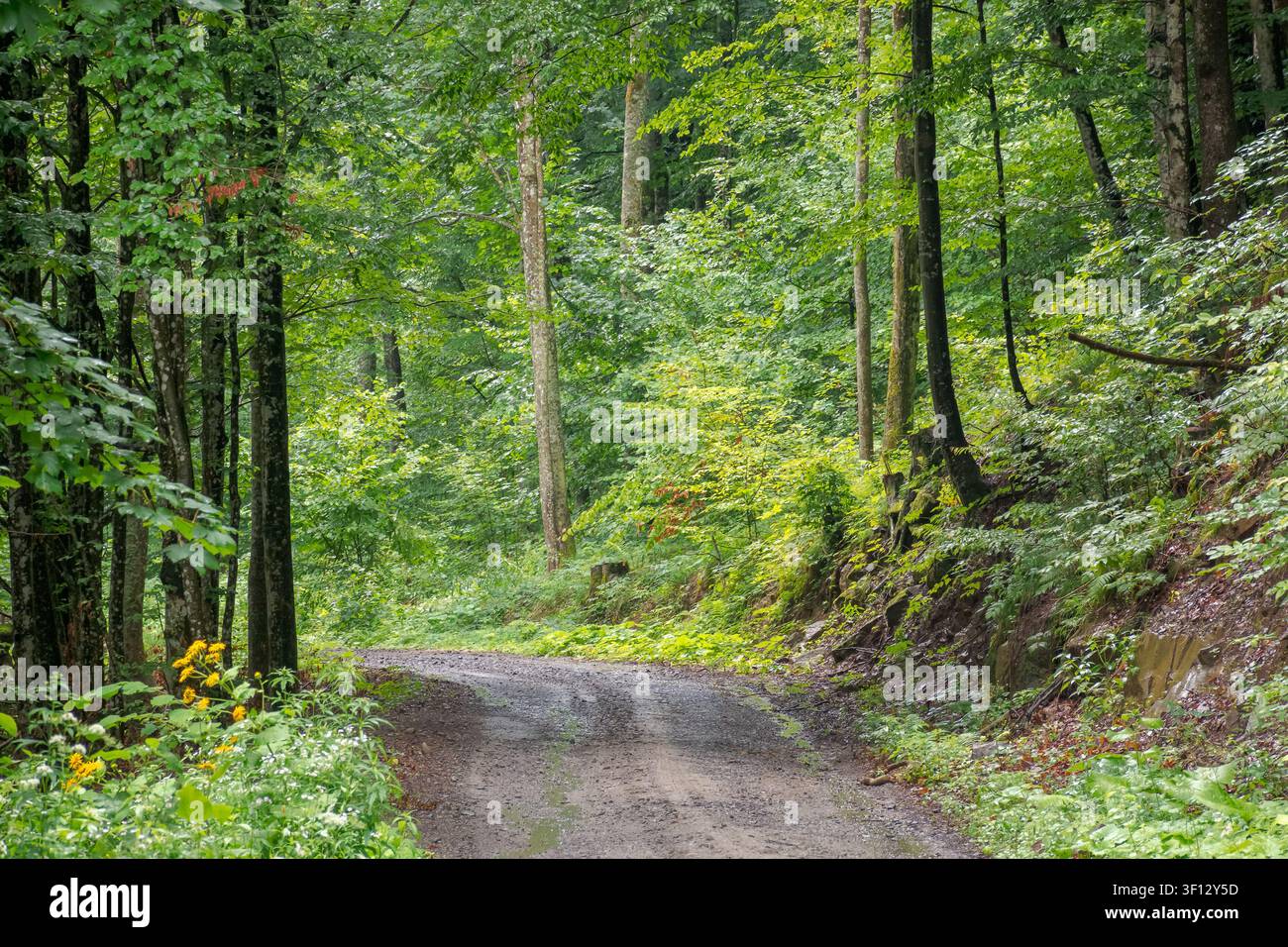 gravel road through deciduous forest in summer. primeval beech woodland of transcarpathia. travel background for carpathian countryside of ukraine Stock Photo
