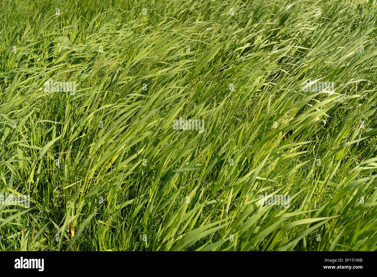 Close-up view of lush green meadow grass moving in the wind during spring Stock Photo