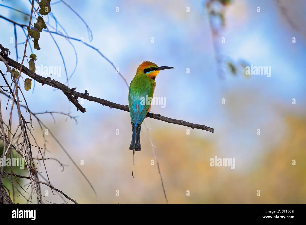 Australian rainbow bee-eater perched on a branch Stock Photo