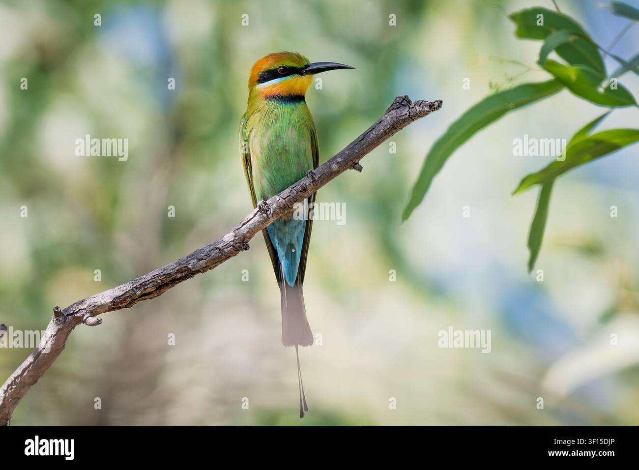 Australian rainbow bee-eater perched on a branch Stock Photo