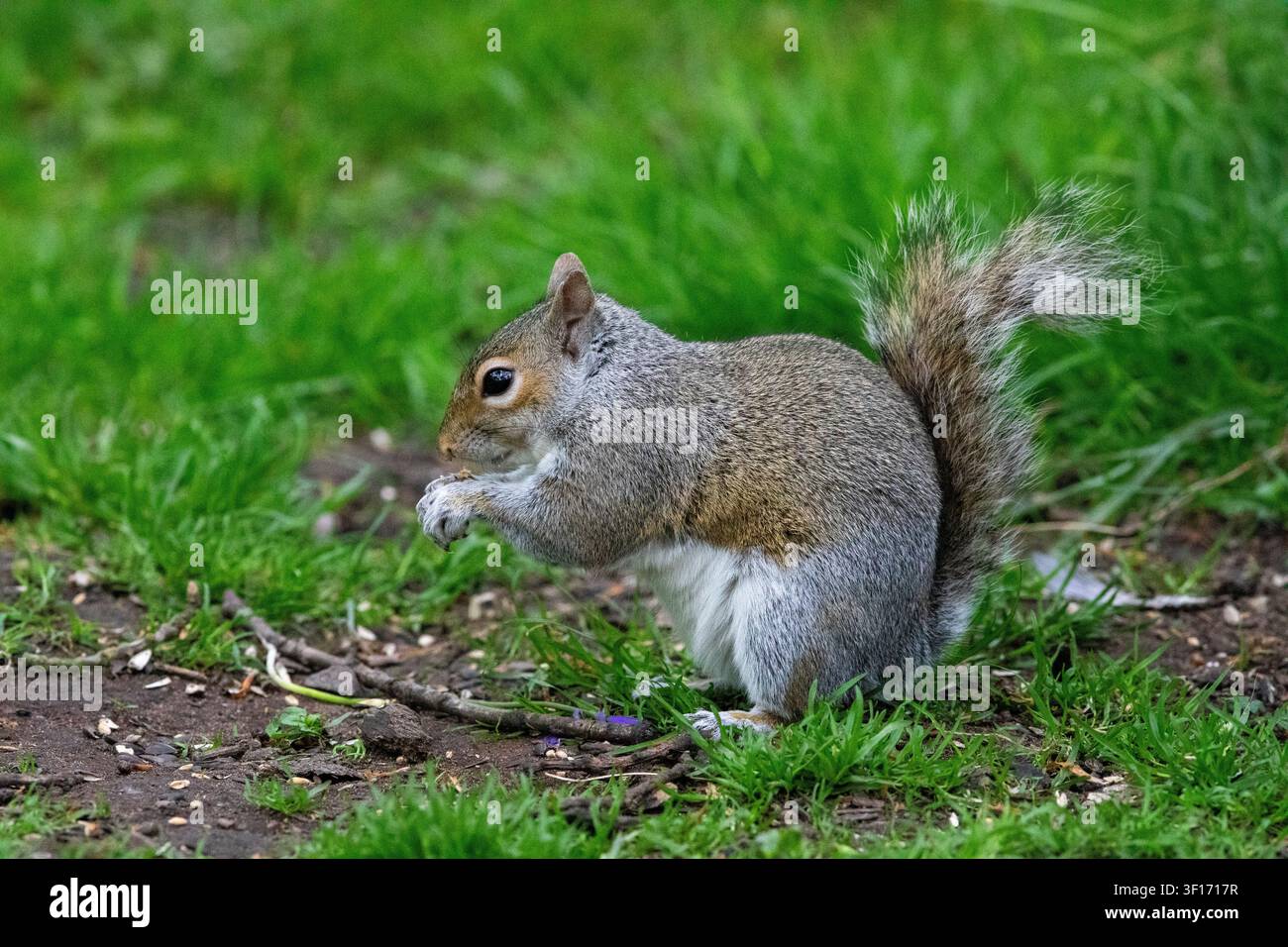 An Eastern grey squirrel sits on a patch of grassy ground, holding and eating a small piece of food in a side profile view. Stock Photo