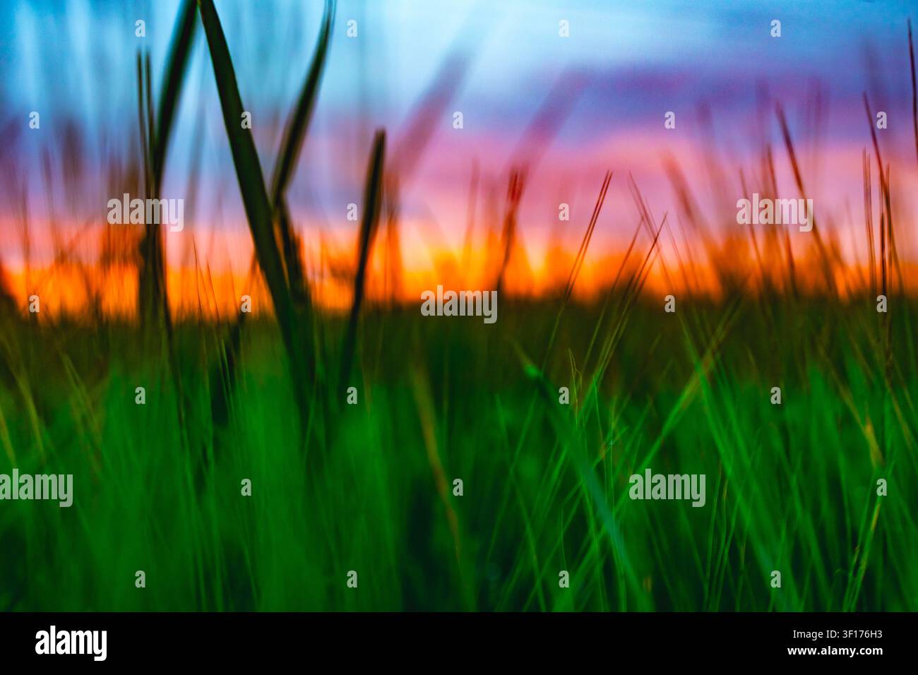Abstract background of grass in the field at sunset. Blurred image. Stock Photo
