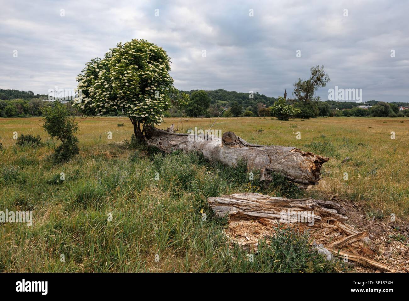 A large, rotten trunk of a fallen tree at the base of a beautiful, blooming young tree. A flowering tree in a spring meadow. Cloudy sky. Stock Photo