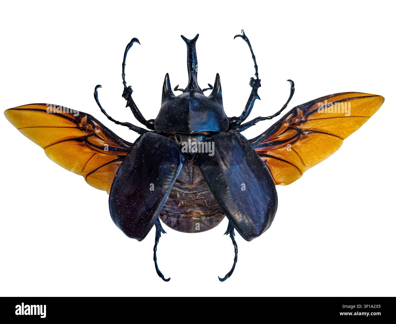 Megasoma actaeon hi-res stock photography and images - Alamy