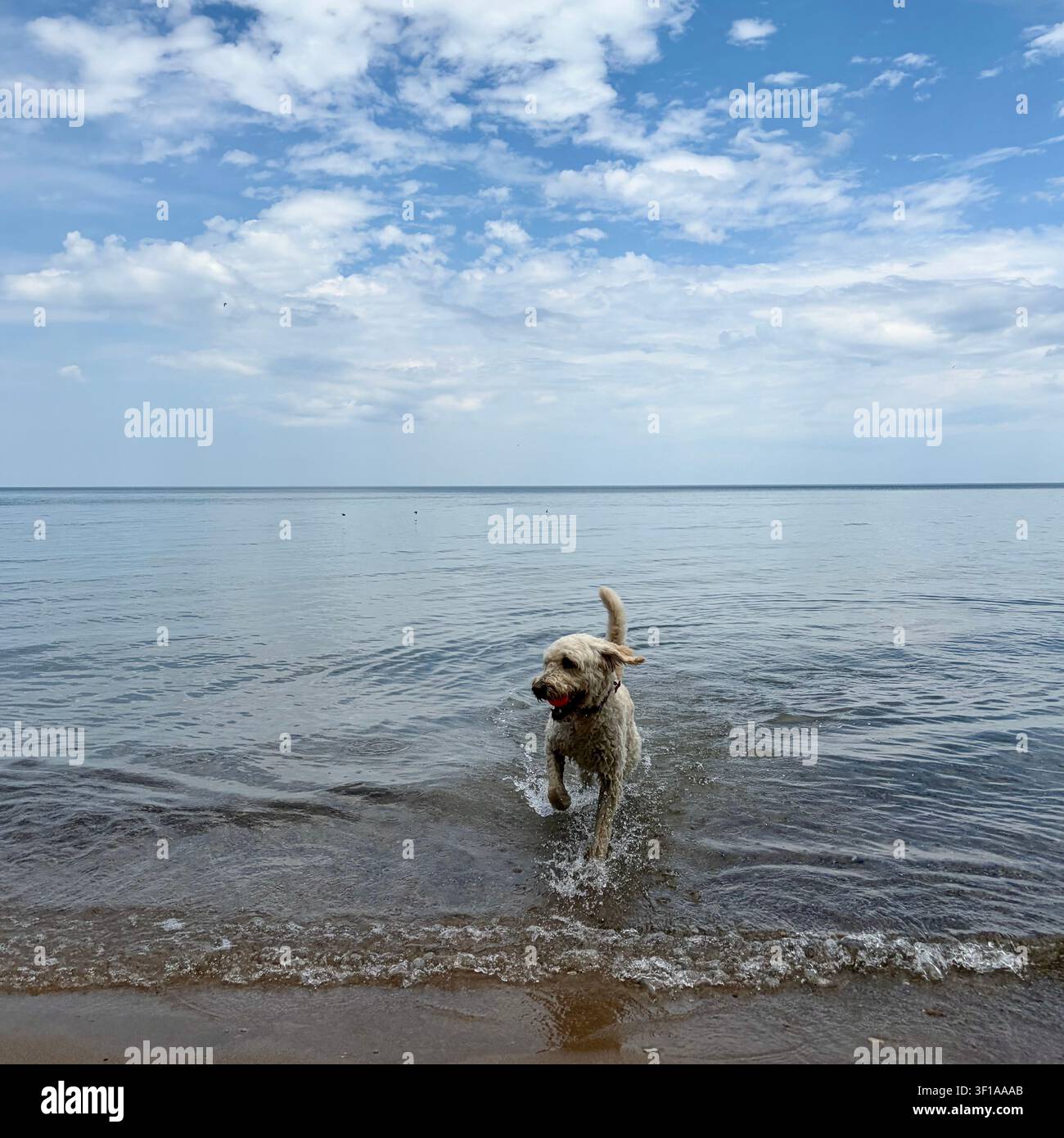 A golden-doodle cools off in Lake Michigan in Milwaukee, Wisconsin, USA. - Smartphone Captured Stock Image