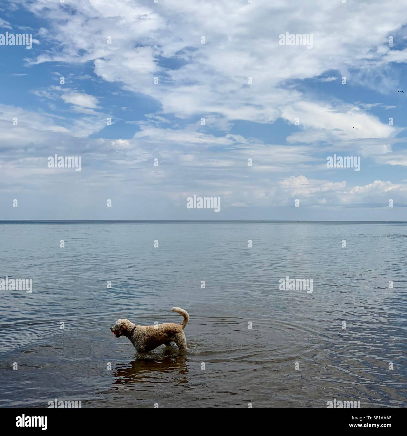 A golden-doodle cools off in Lake Michigan in Milwaukee, Wisconsin, USA. - Smartphone Captured Stock Image