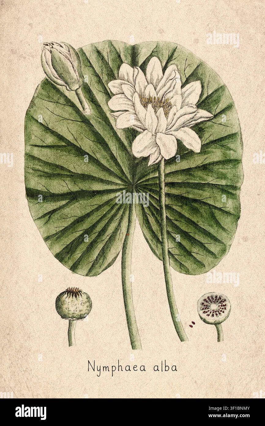 Nymphaea alba botanical illustration hi-res stock photography and