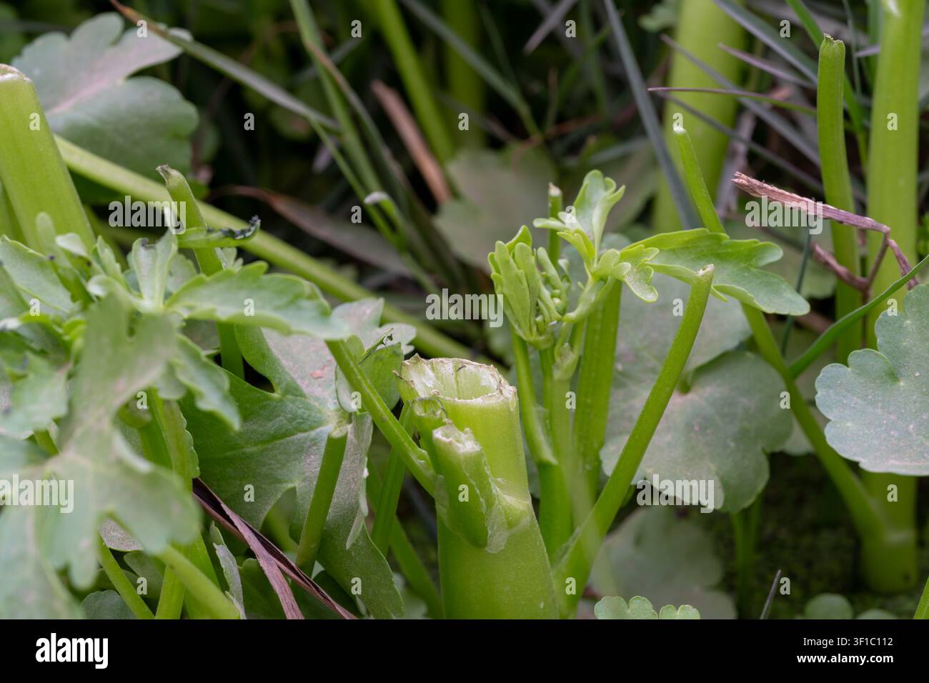 Celery (Apium graveolens) hollow cut stems and young leaves growing wild, Qursaya Island, Cairo, Egypt. Stock Photo