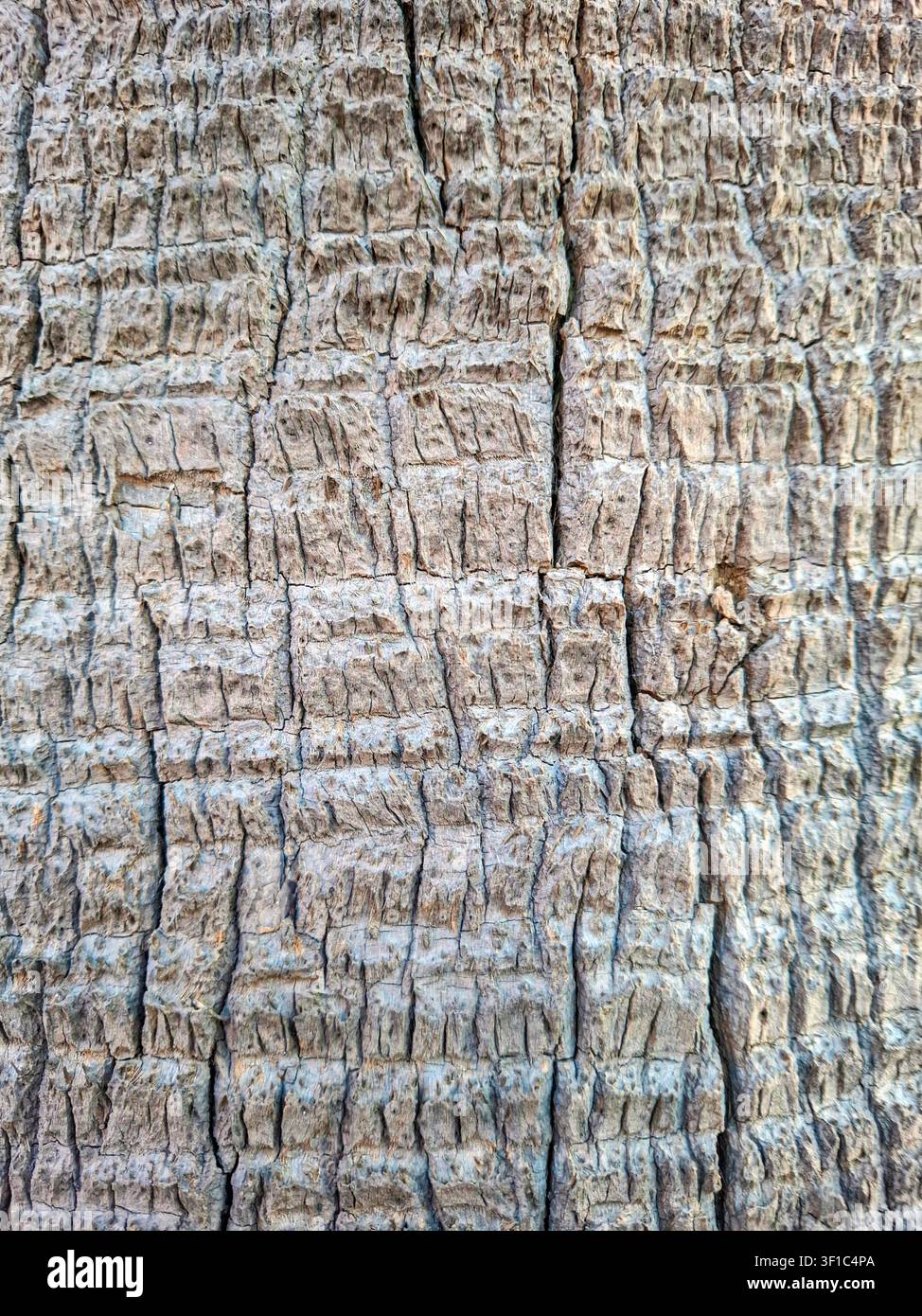 Close-up view of a palm tree trunk displaying intricate textures and patterns. This rugged surface highlights the natural beauty found in tropical env Stock Photo