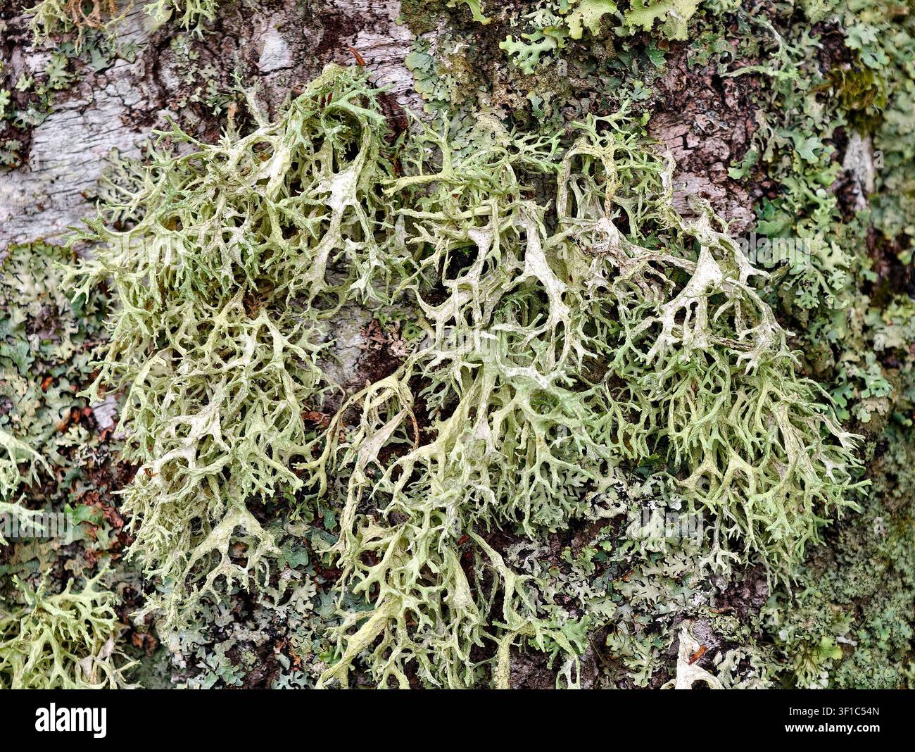 Oakmoss Lichen Evernia prunastri Stock Photo