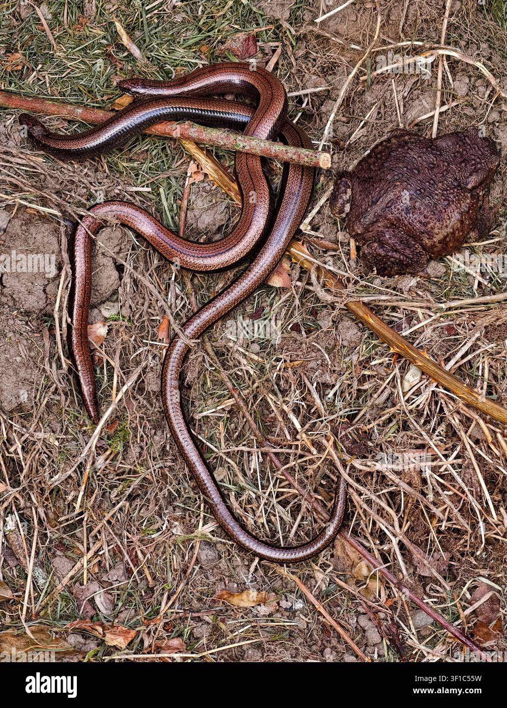 Compost heap with Slow Worms and a Common Toad Stock Photo