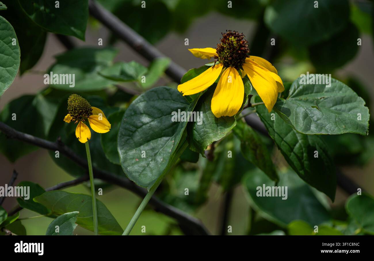 Perennial flower identification hi-res stock photography and images - Alamy