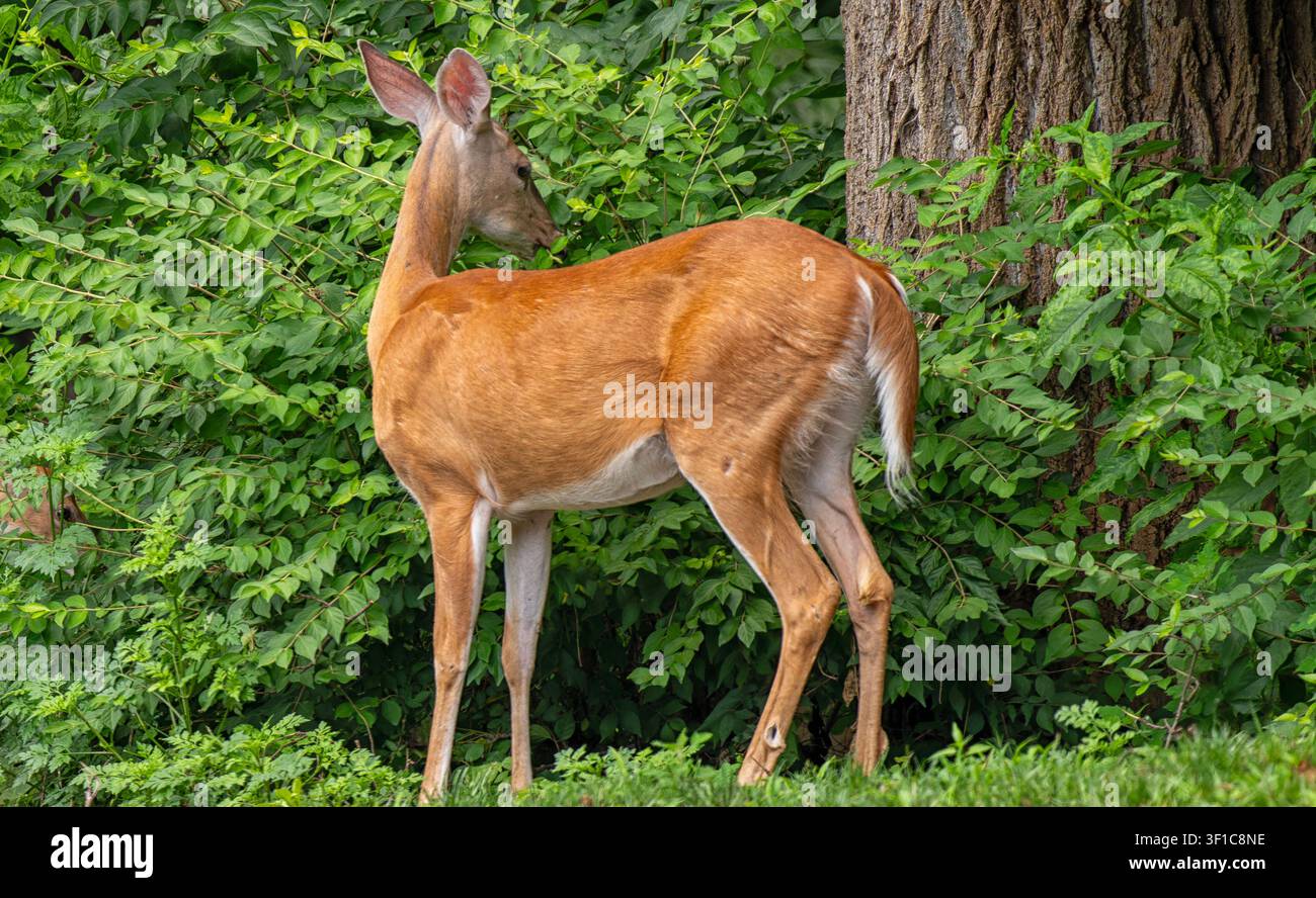 White-tailed Deer feeding in the woods Stock Photo