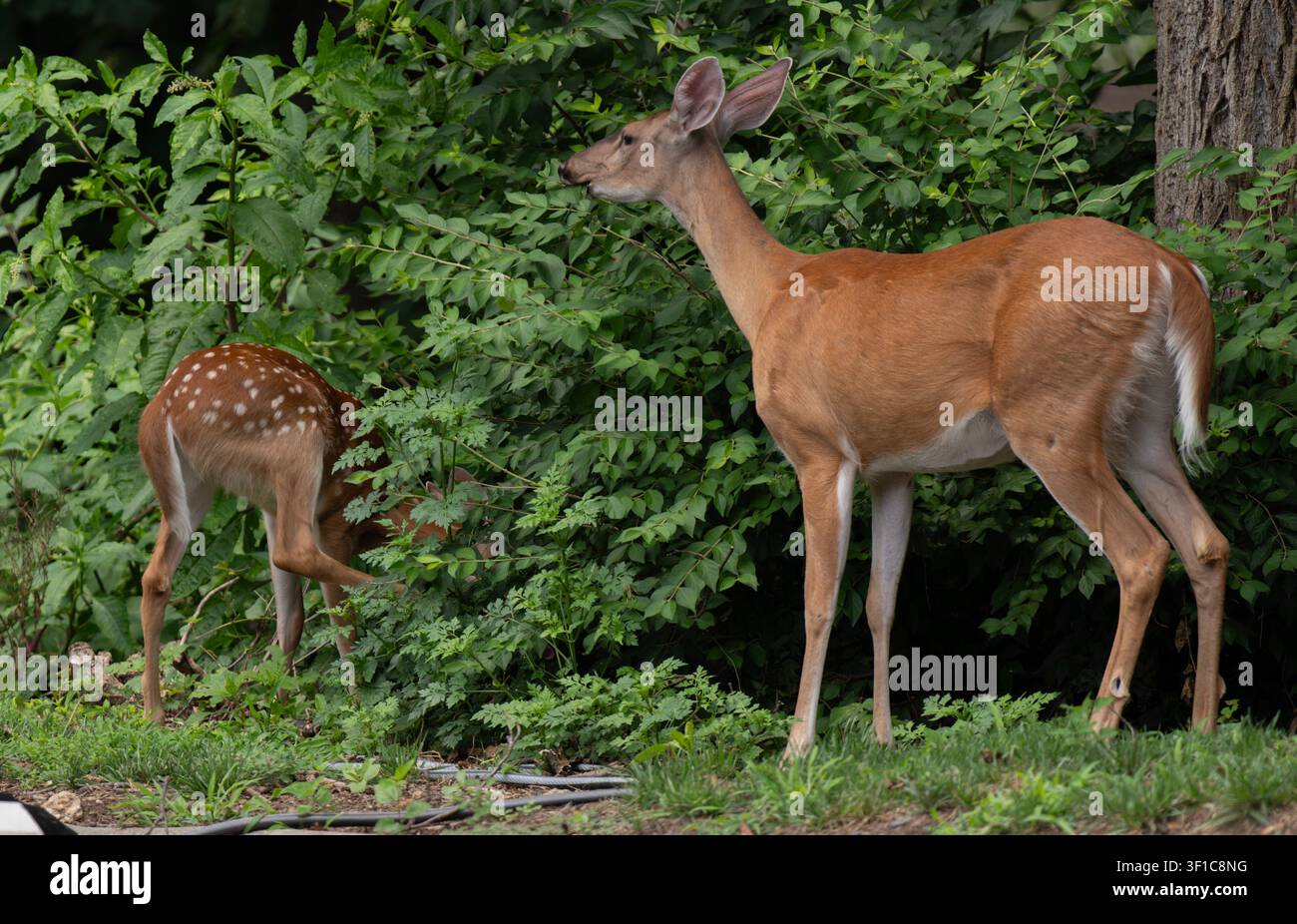 White-tailed Deer feeding in the woods Stock Photo