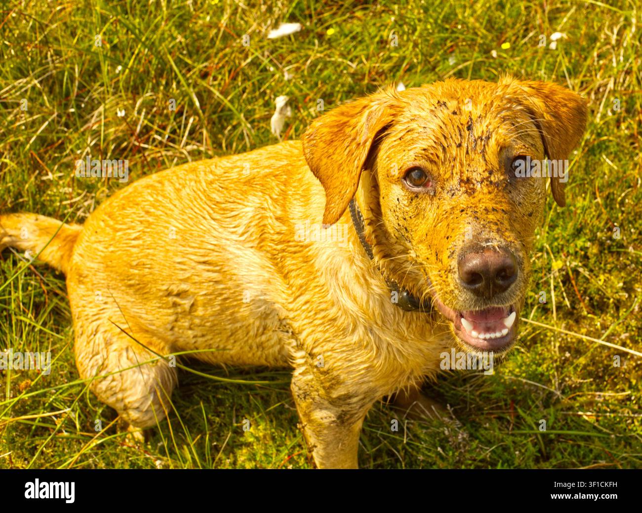 Labrador puppy Stock Photo