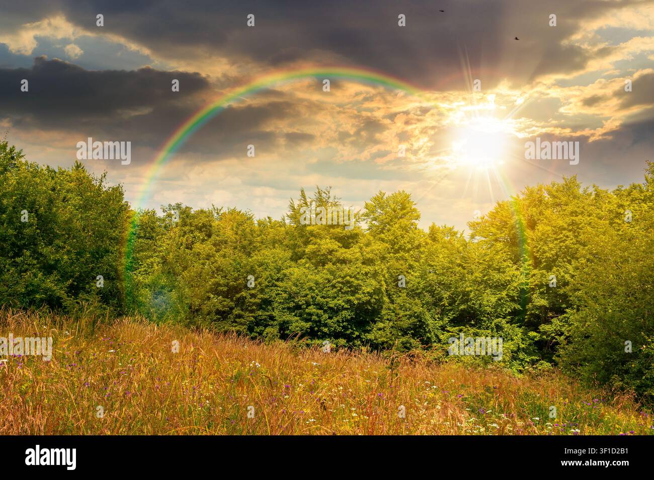 deciduous beech forest near meadow under dramatic sky. nature scenery with tall grass near forest at sunset. carpathian beech forest of ukraine. wild Stock Photo